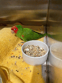 Conures of Telegraph Hill