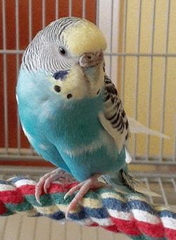 Parakeet