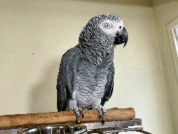 African Grey