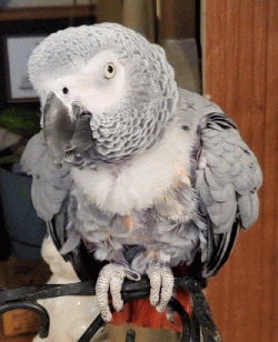 African Grey