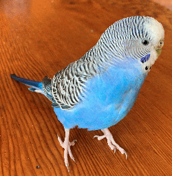 Parakeet