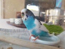 Parakeet