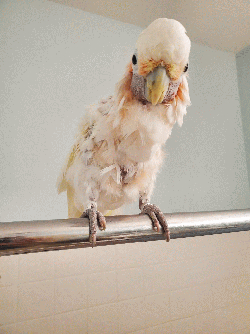 Cockatoo