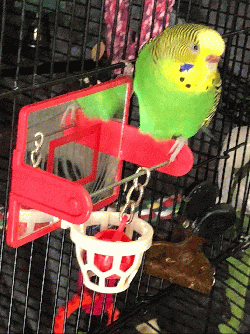 Parakeet