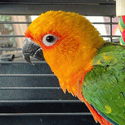 Conure