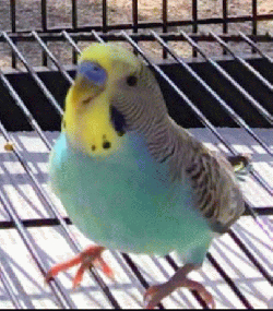 Parakeet