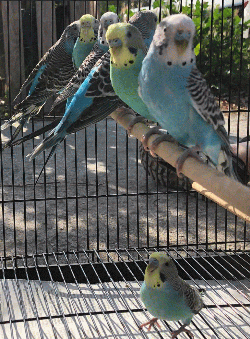 Parakeet