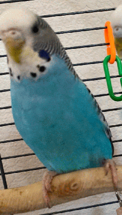 Parakeet