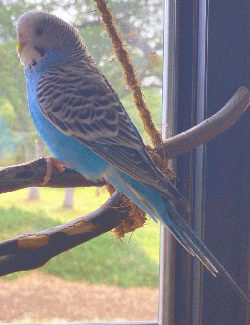 Parakeet