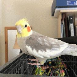 Cockatiel