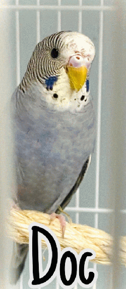 Parakeet