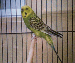 Parakeet