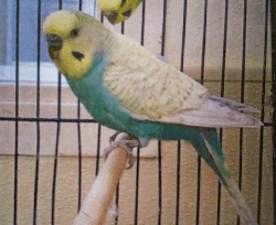 Parakeet