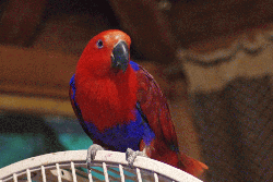 Eclectus