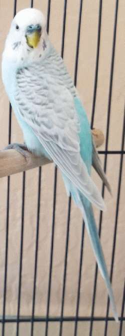 Parakeet