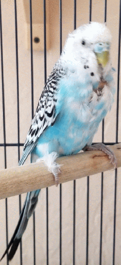 Parakeet