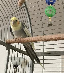 Cockatiel