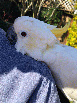 Cockatoo