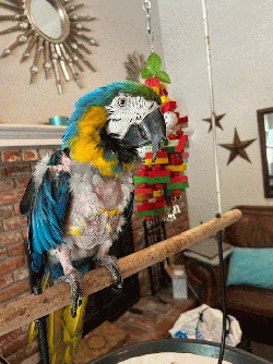 Macaw