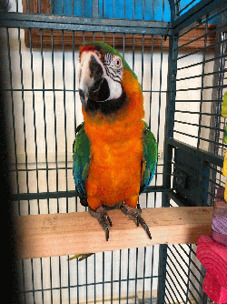 Macaw