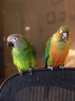 Conure