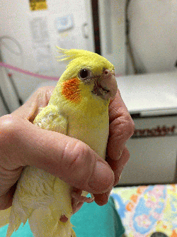 Cockatiel