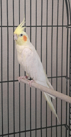 Cockatiel