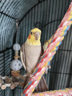 Cockatiel