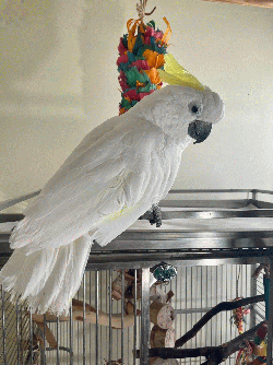 Cockatoo