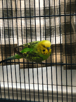 Parakeet