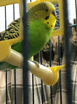 Parakeet