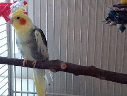 Cockatiel