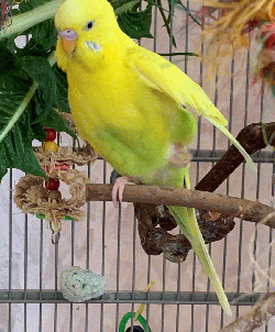 Parakeet