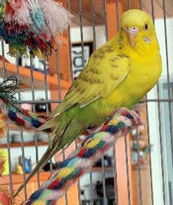 Parakeet