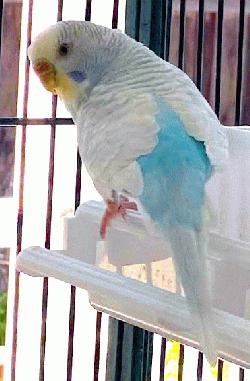 Parakeet