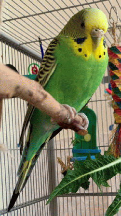 Parakeet