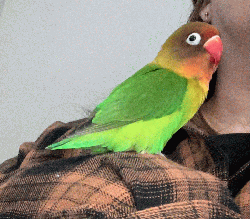 Lovebird