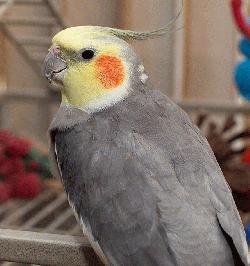 Cockatiel