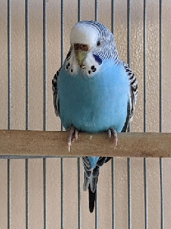 Parakeet