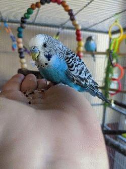 Parakeet