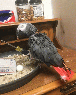 African Grey