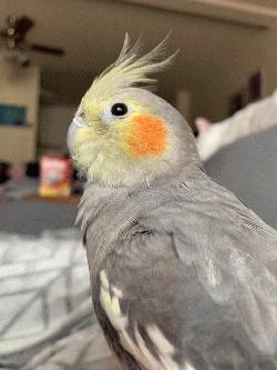 Cockatiel