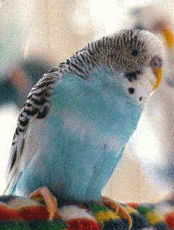 Parakeet