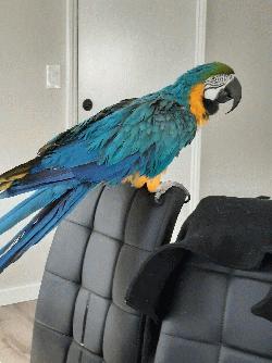 Macaw