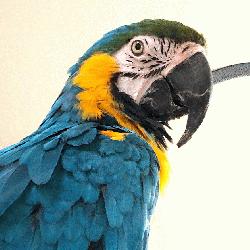 Macaw