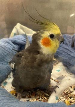 Cockatiel