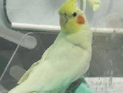 Cockatiel