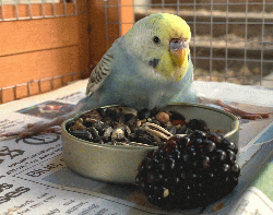 Parakeet