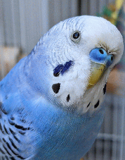 Parakeet