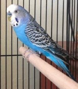 Parakeet